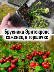 Брусника Эрнтекроне ягоды многолетние саженец в горшочке