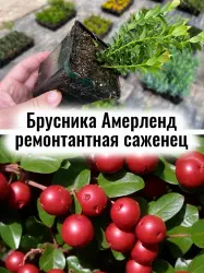 Брусника Амерланд ремонтантная многолетние ягоды саженец