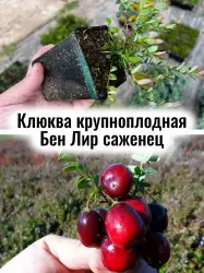 Клюква Бен Лир крупноплодная (Cranberry, Крэнберри) саженец