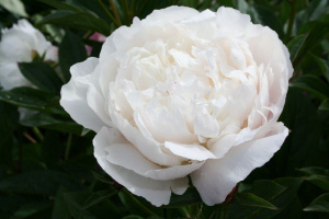 белый