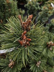 13271