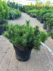 2CBDFFF6-271D-46FC-B9F6-7BFB9E48