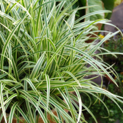 Osoka-Morrou-Vanilla-Ajs